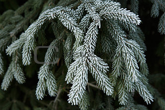 Winter frost on spruce christmas tree close-up