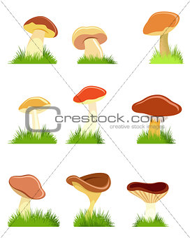 Nine mushrooms set
