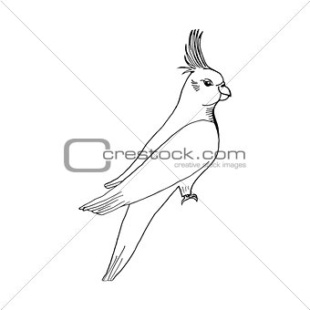 Hand draw parrot sketch style