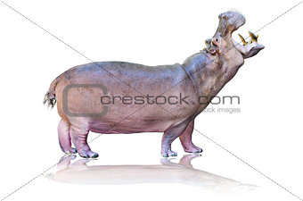 Hippos isolated on white