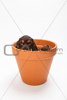 Cute Cocker Spaniel Puppy Dog in Flower Pot