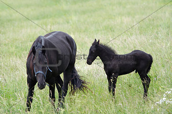 Mare With Black Colt On A Meadow