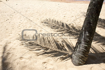 Palm trees shadow on sand