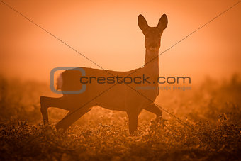 Deer in the early morning light
