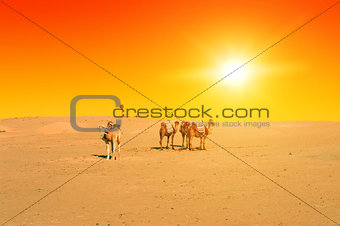 Camels at Sunset