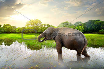 Elefant in pond