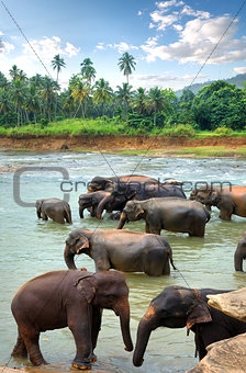 Herd of elefants