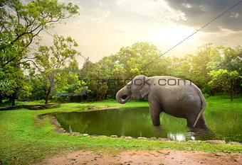 Elefant, bathing  in lake