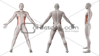 3D images showing male figure with external oblique highlighted