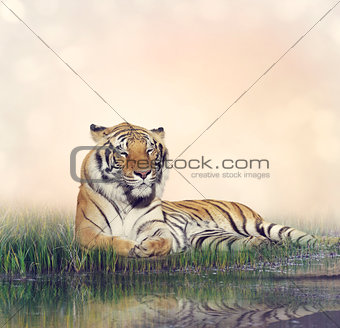 Male Tiger Resting