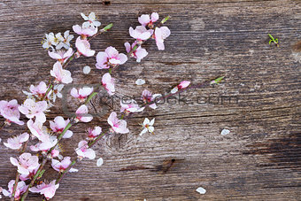 twigs with cherry flowers