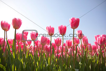 tulip field with sky