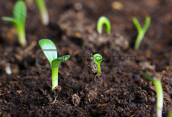 small green seedling
