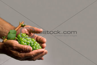 Hands holding a green grape