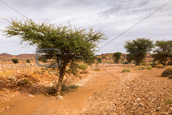 acacia tree in the Sahara desert