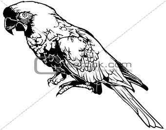 Black and White Parrot