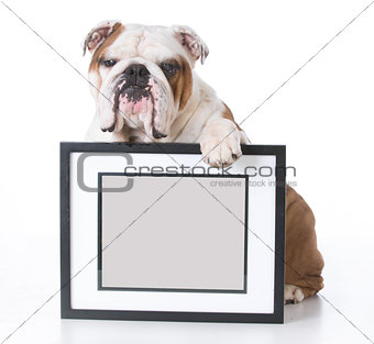 dog holding picture