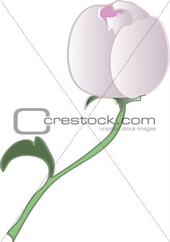 Vector bud of peony flower