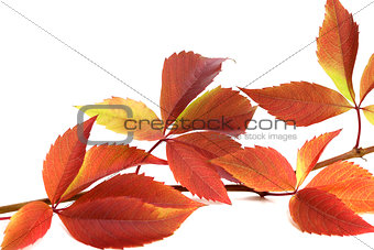 Autumnal twig of grapes leaves (Parthenocissus quinquefolia foli