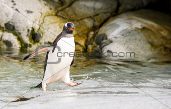 Gentoo Penguin runs over water