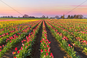 Tulip Field in Bloom at Sunrise