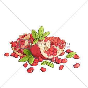 Ripe pomegranates illustration