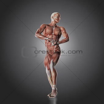 3D male bodybuilder figure with muscle map