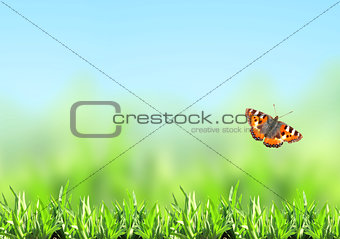Green grass and butterfly