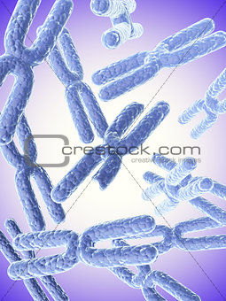 Broken X chromosome and full  X chromosomes 