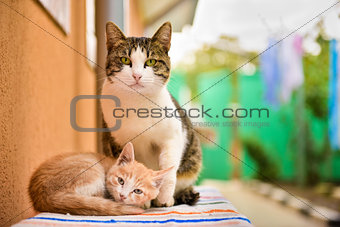 Two cute cats sitting next to wall