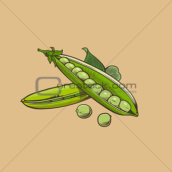 Green pea in vintage style. Colored vector illustration