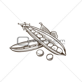 Green pea in vintage style. Line art vector illustration