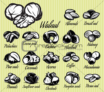 set of eighteen stylish vector templates of nuts for menu 