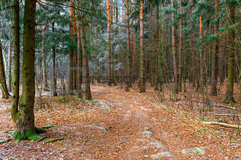 road in the woods frosty autumn day