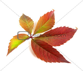 Autumn multicolor grapes leaf (Parthenocissus quinquefolia folia