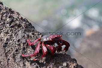 Closeup red crub om black volcanic stone. Canary islands, Tenerife