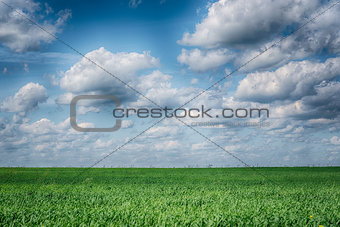 Summer landscape with grass and dramatic sky