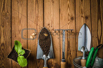 Still-life with sprouts and the garden tool