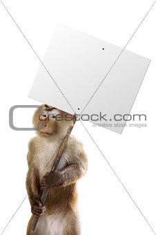 Animal stock images
