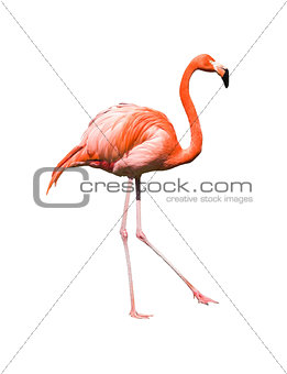 Animal stock images