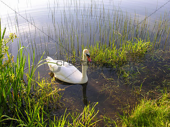 Swan swims