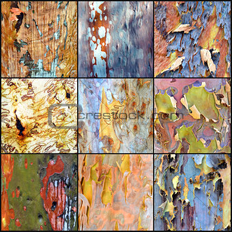 Collage of colourful Australian gumtree bark