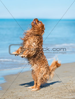 cavalier king charles on beach