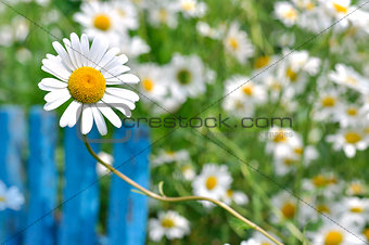 Chamomile and blue fence