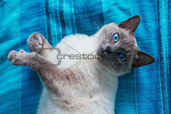 cat with blue eyes on a  background