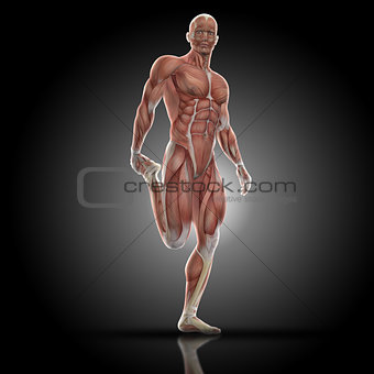 3D render of a medical figure with muscle map doing leg stretch