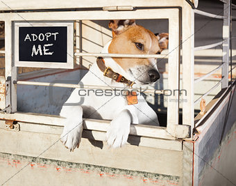 dog in shelter cage