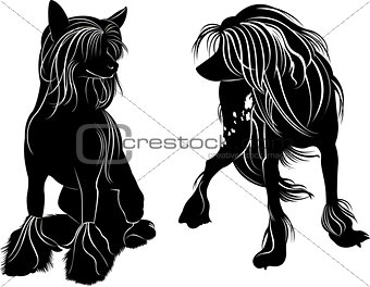 Chinese Crested dog. dogs. chinese crested breed,black and white vector picture isolated on white background