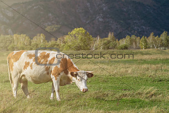 Grazing cow in mountain ranch