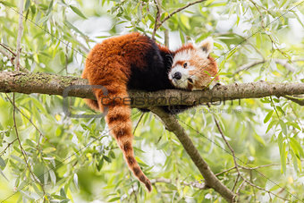 Red Panda, Firefox or Lesser Panda 